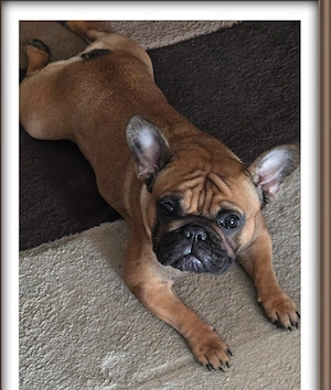 Eladó törzskönyes francia bulldog lány! - kép 3