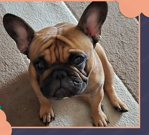 Eladó törzskönyes francia bulldog lány! - kép 2