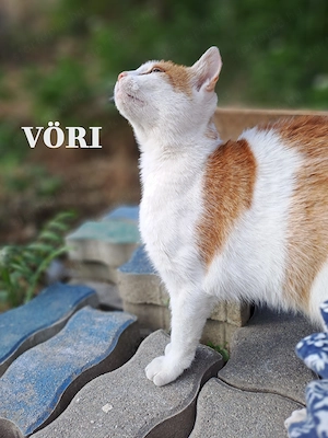 Pilisszántói cicák - kép 3