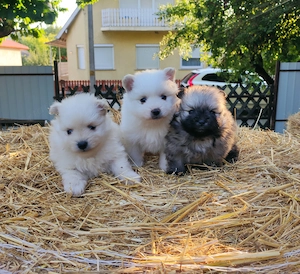 Pomerániai spicc fiúk foglalhatóak