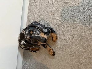 Törpe harlekin kislány tacskó - kép 3