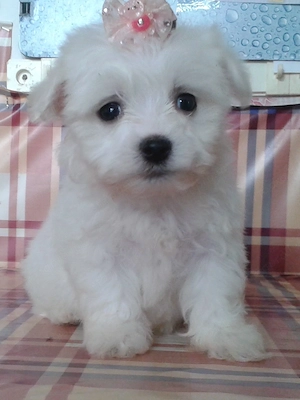 Mini Bichon Havanese - kép 2
