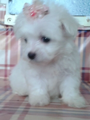 Mini Bichon Havanese - kép 3