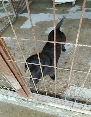 A jászladányi gyepmesteri telep gazdakeresői sos - kép 3