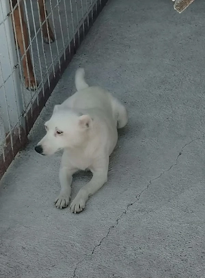 A jászladányi gyepmesteri telep gazdakeresői sos - kép 7