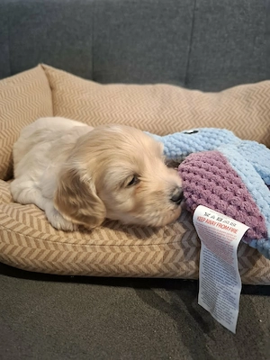 Maltipoo fajtatiszta jellegű kiskutyák foglalhatóak  - kép 3