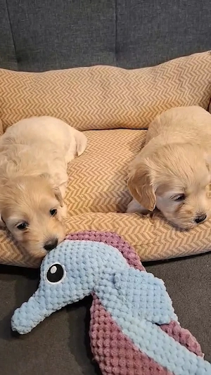 Maltipoo fajtatiszta jellegű kiskutyák foglalhatóak  - kép 5