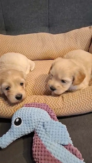 Maltipoo fajtatiszta jellegű kiskutyák foglalhatóak  - kép 6