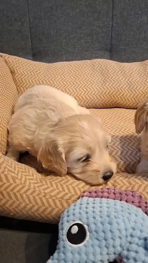 Maltipoo fajtatiszta jellegű kiskutyák foglalhatóak  - kép 4