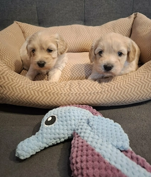 Maltipoo fajtatiszta jellegű kiskutyák foglalhatóak 