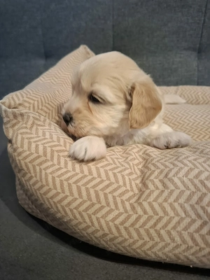 Maltipoo fajtatiszta jellegű kiskutyák foglalhatóak  - kép 2