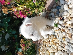 Westie kisfiú! - kép 5