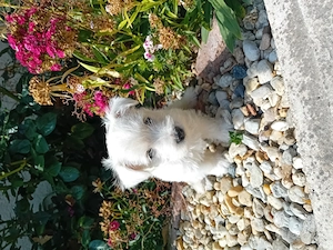 Westie kisfiú! - kép 4