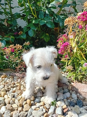Westie kisfiú! - kép 3