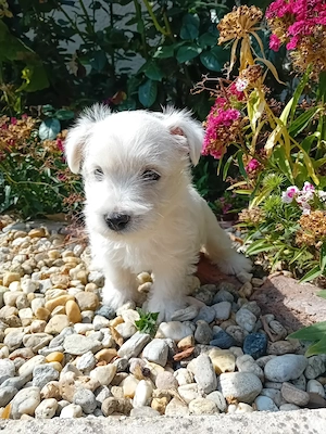 Westie kisfiú! - kép 2