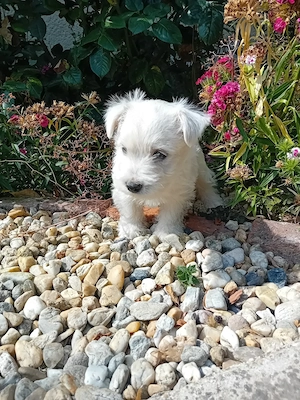 Westie kisfiú!