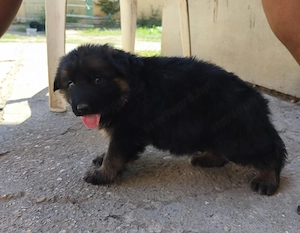 Eladó minőségi német juhász kisfiúk 