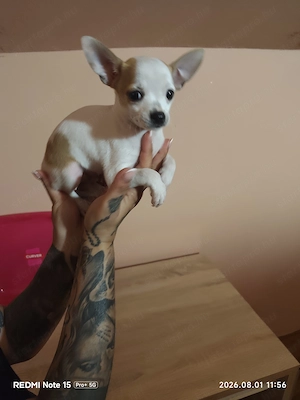 Eladó csivava kisfiúk!  - kép 2
