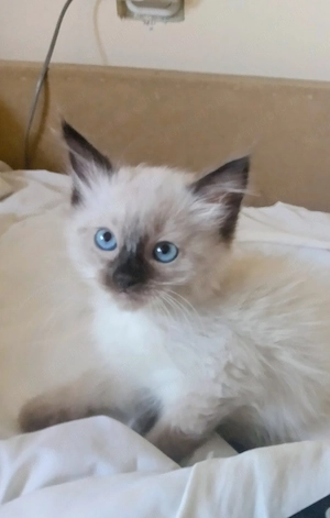 Eladó seal ragdoll kislány cica  - kép 10