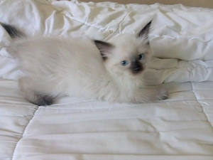 Eladó seal ragdoll kislány cica  - kép 6