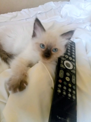 Eladó seal ragdoll kislány cica  - kép 9