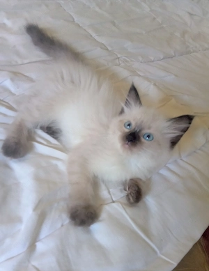 Eladó seal ragdoll kislány cica  - kép 5