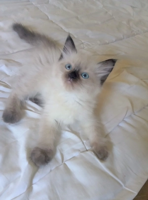 Eladó seal ragdoll kislány cica  - kép 7