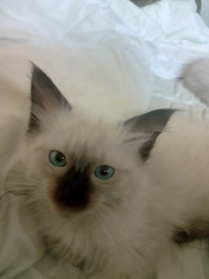 Eladó seal ragdoll kislány cica  - kép 4