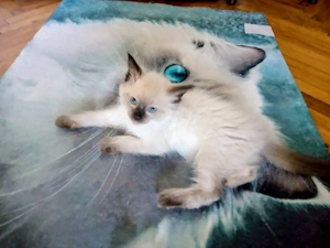 Eladó seal ragdoll kislány cica  - kép 3