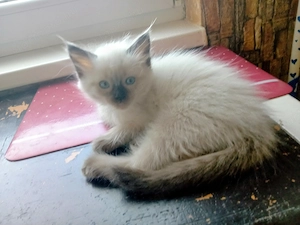 Eladó seal ragdoll kislány cica  - kép 8