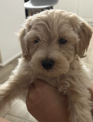 Maltipoo kiskutya