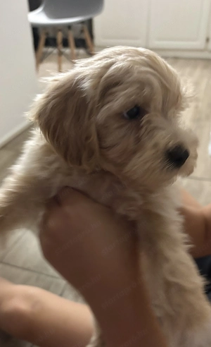 Maltipoo kiskutya - kép 2