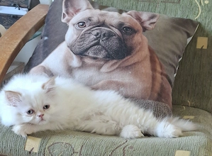 Gyönyörű perzsa cicusok eladók! - kép 9