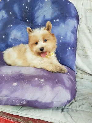 Yorki  Yorkshire  Biewer 3 hónapos kislány gazdit keres 3 x oltva! Azonnal is vihető! - kép 4