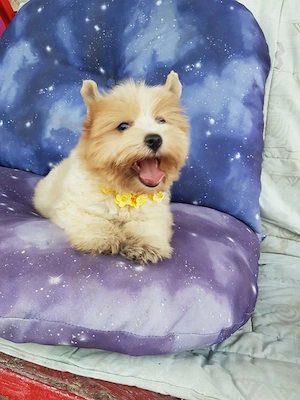 Yorki  Yorkshire  Biewer 3 hónapos kislány gazdit keres 3 x oltva! Azonnal is vihető! - kép 2