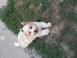 Yorki Yorkshire terrier Biewer 3 hónapos arany-fehér kislány 3 x oltva eladó! - kép 4
