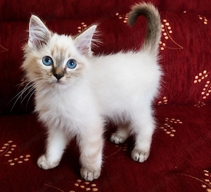 Ragdoll Kandúr Gazdikereső  - kép 2