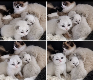 Ragdoll kiscicák foglalhatók! - kép 2