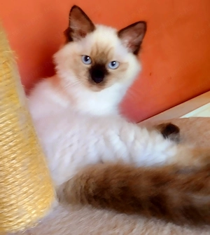 4 hónapos Ragdoll kandúr  - kép 2