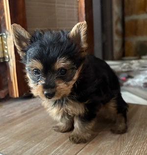 Eladó Yorkshire terrier - kép 3