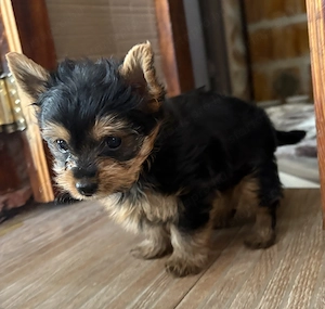 Eladó Yorkshire terrier - kép 2