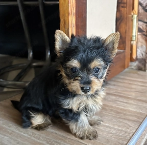 Eladó Yorkshire terrier