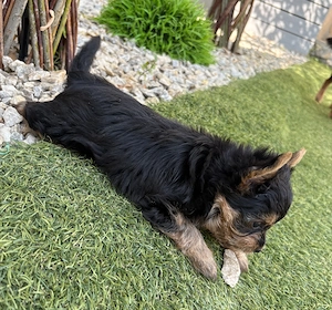 Eladó Yorkshire terrier - kép 4