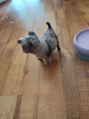 Csivava mini Teacup! Csokoládé Merle Budapest és Siófok szállítás megoldható  - kép 2