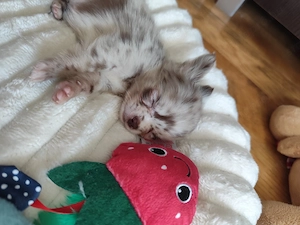 Csivava mini Teacup! Csokoládé Merle Budapest és Siófok szállítás megoldható  - kép 3