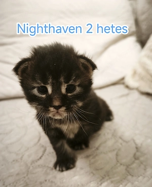 Maine Coon kandúr kiscica kapható  - kép 4