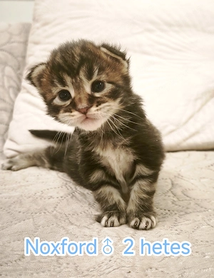 Maine Coon kandúr kiscica kapható  - kép 3