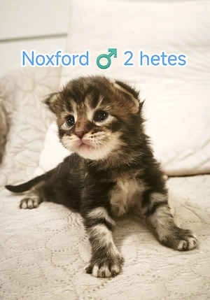 Maine Coon kandúr kiscica kapható  - kép 2