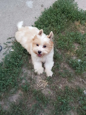 Yorki  Yorkshire  Biewer 3 hónapos kislány gazdit keres 3 x oltva! Azonnal is vihető!