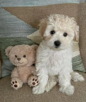 Maltipoo babák elado - kép 2